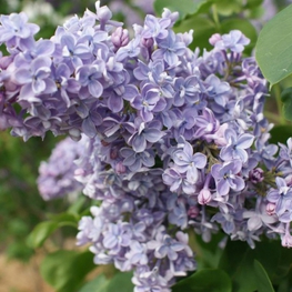 Сирень обыкновенная Президент Греви (Syringa vulgaris 'President Grevy')