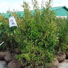 Сирень обыкновенная Примроуз (Syringa vulgaris 'Primrose')