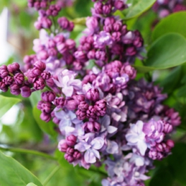 Сирень обыкновенная Фантазия (Syringa vulgaris 'Fantaziya')