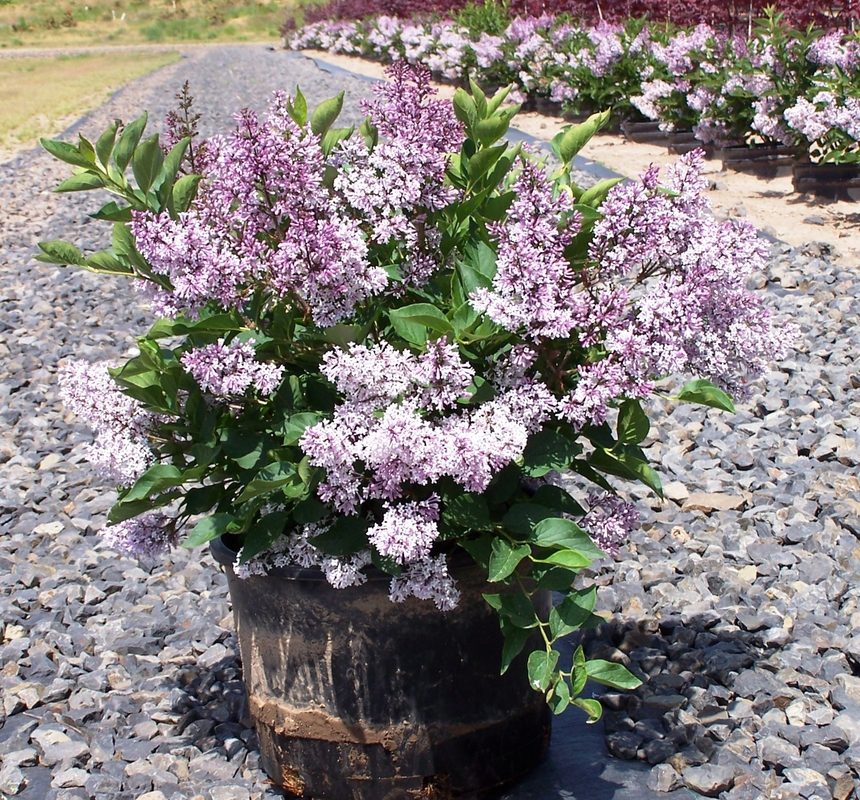 Сирень повторноцветущая Жози (Syringa 'Josee')