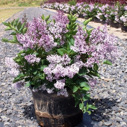 Сирень повторноцветущая Жози (Syringa 'Josee')