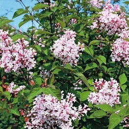 Сирень мелколистная Розеа (Syringa microphylla 'Rosea')