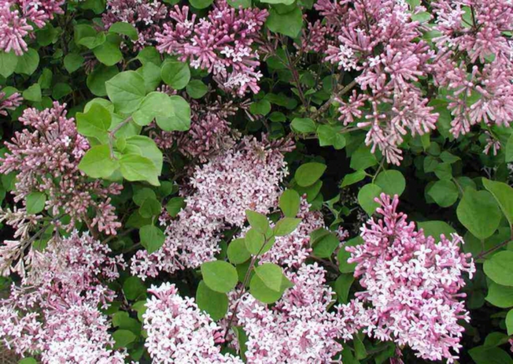 Сирень мелколистная Суперба (Syringa microphylla 'Superba')