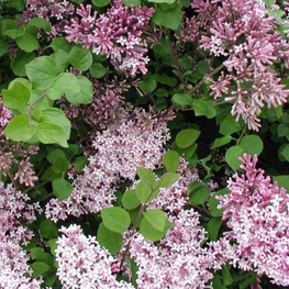 Сирень мелколистная Суперба (Syringa microphylla 'Superba')
