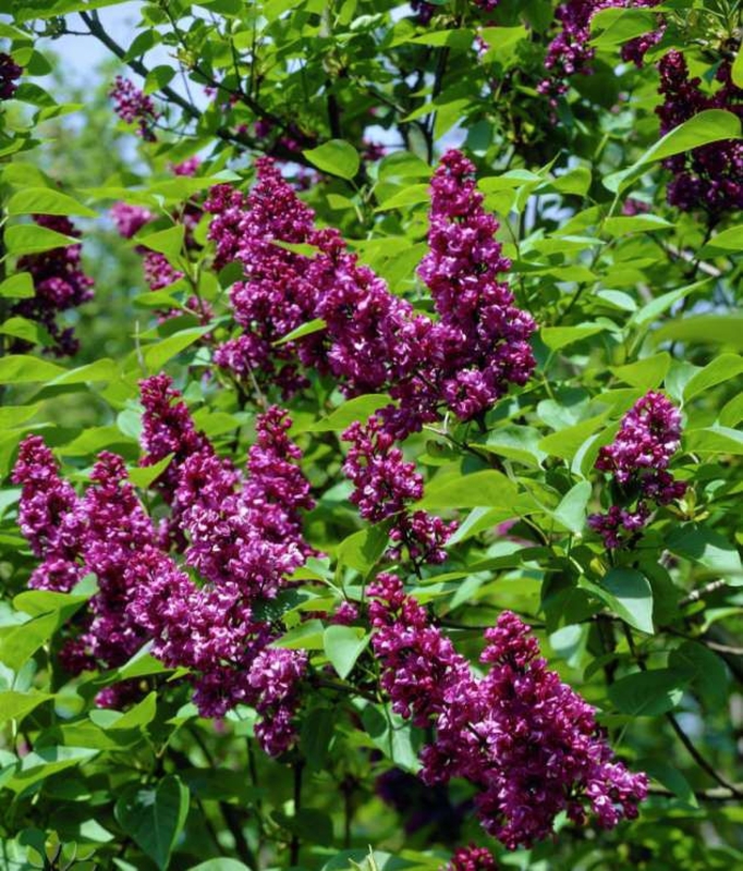 Сирень обыкновенная Эдвард Хардинг (Syringa vulgaris 'Edward Harding')