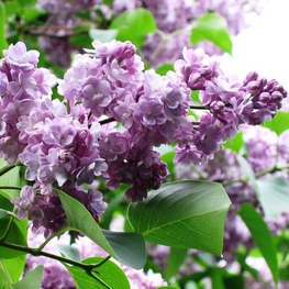 Сирень обыкновенная Мишель Бюхнер (Syringa vulgaris 'Michel Buchner')