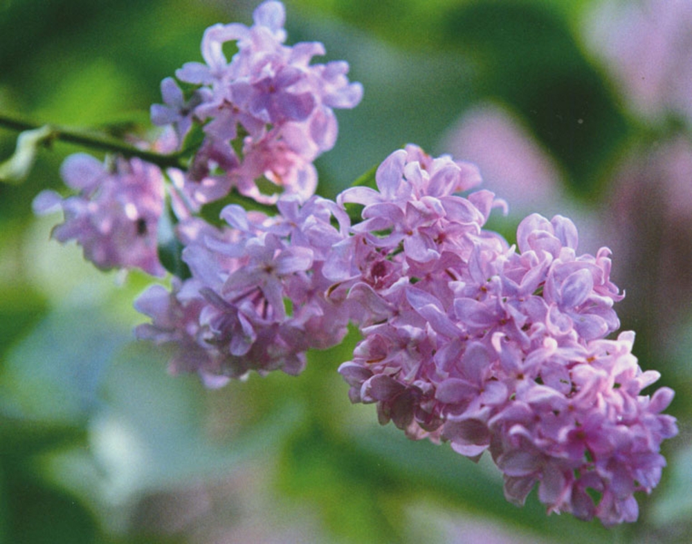 Сирень обыкновенная Пирлесс Пинк (Syringa vulgaris 'Peerless Pink')