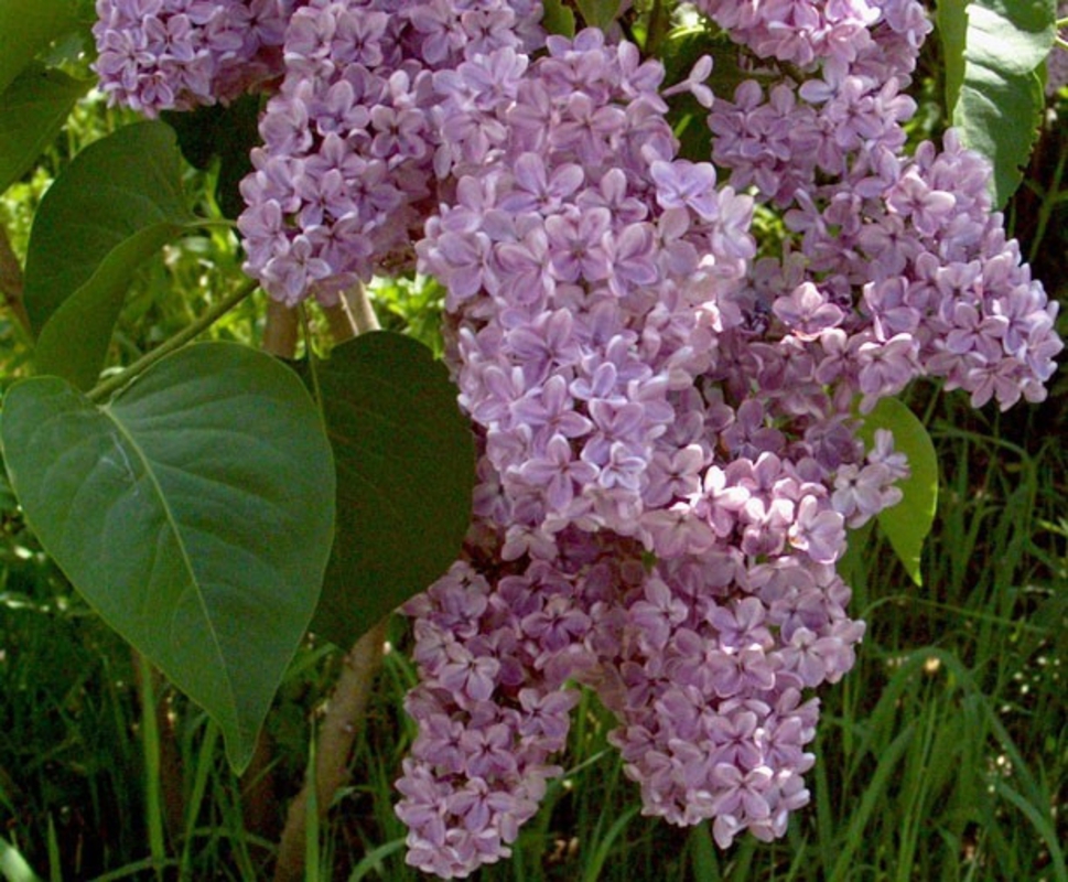 Сирень обыкновенная Вирджиния Беккер (Syringa vulgaris 'Virginia Becker')