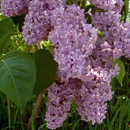 Сирень обыкновенная Вирджиния Беккер (Syringa vulgaris 'Virginia Becker')