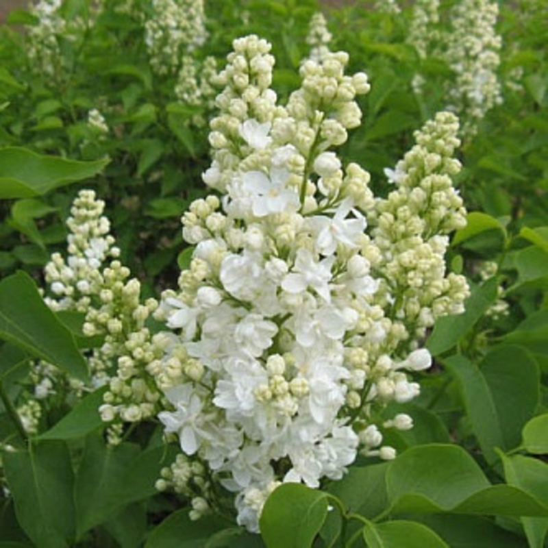 Сирень обыкновенная Лиега (Syringa vulgaris 'Liega')