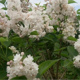 Сирень обыкновенная Маленький принц (Syringa vulgaris 'Malenkiy Prints')