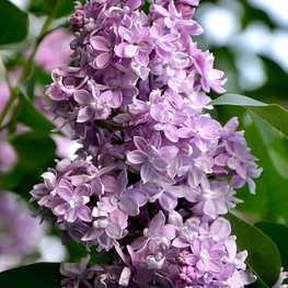 Сирень обыкновенная Память Вавилова (Syringa vulgaris 'Pamyat Vavilova')