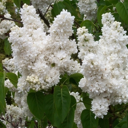 Сирень обыкновенная Память о Колесникове (Syringa vulgaris 'Pamyat o Kolesnikove')