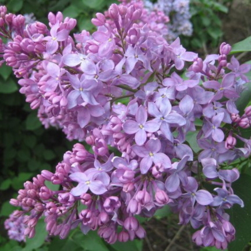 Сирень обыкновенная Русь (Syringa vulgaris 'Rus')