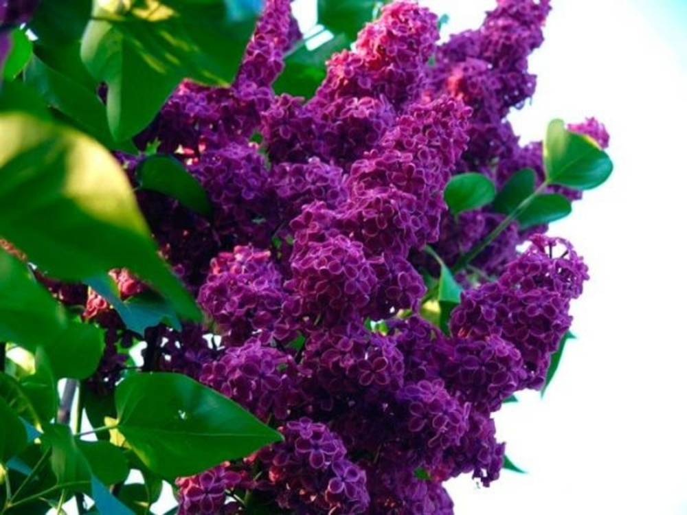 Сирень обыкновенная Памяти Людвига Шпета (Syringa vulgaris 'Andenken an Ludwig Späth')