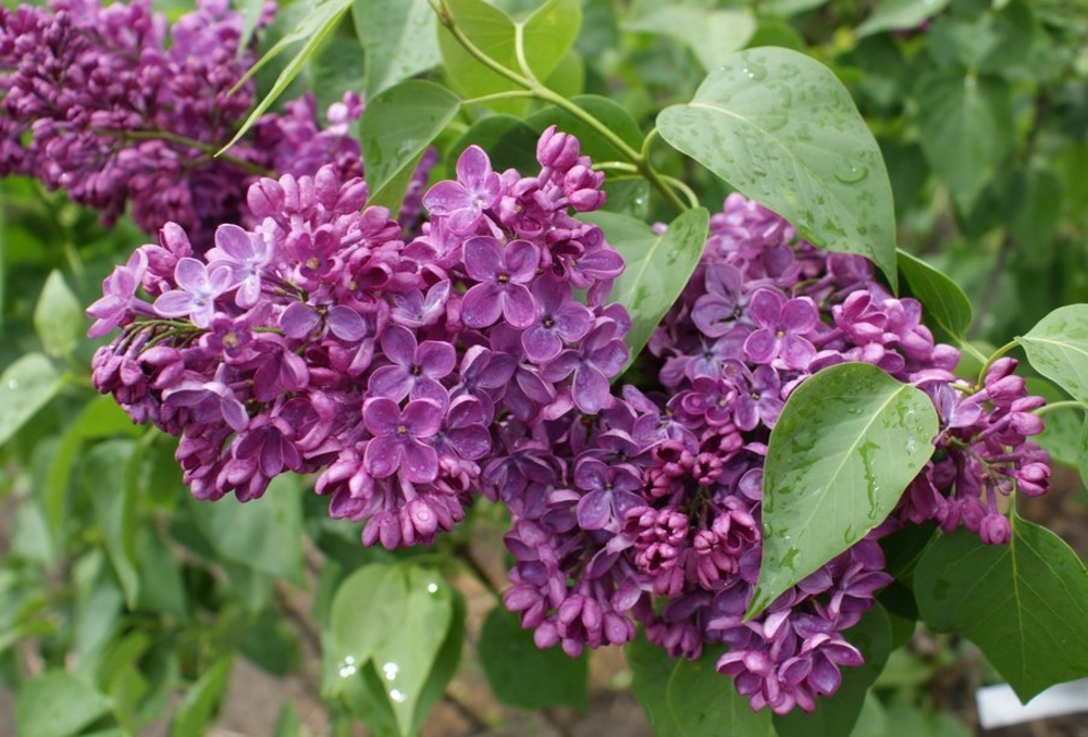 Сирень обыкновенная Знамя Ленина (Syringa vulgaris 'Znamya Lenina')