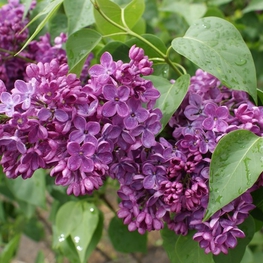 Сирень обыкновенная Знамя Ленина (Syringa vulgaris 'Znamya Lenina')
