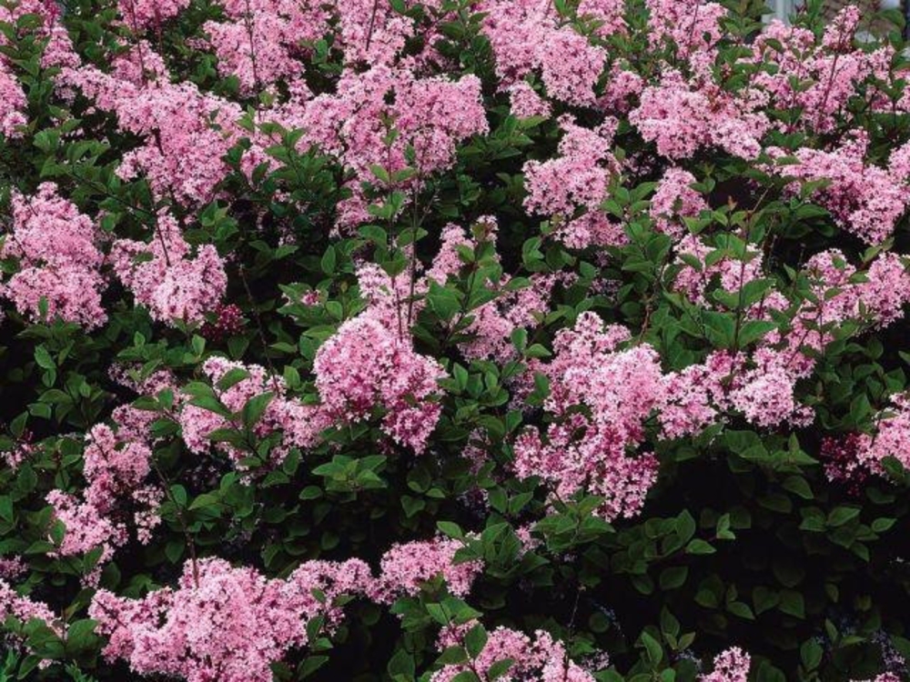 Сирень гибридная Пинк Парфюм (Syringa 'Pink Perfume')