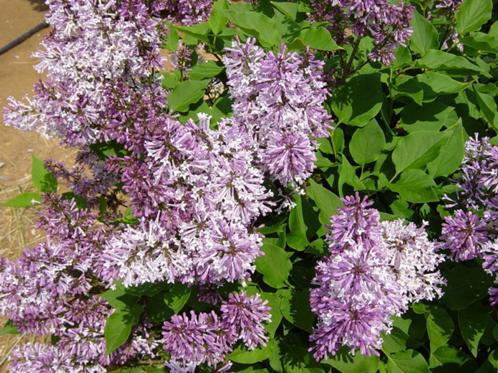 Сирень раскидистая Мисс Ким (Syringa patula 'Miss Kim')