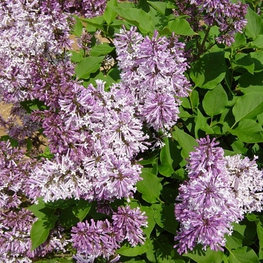 Сирень раскидистая Мисс Ким (Syringa patula 'Miss Kim')