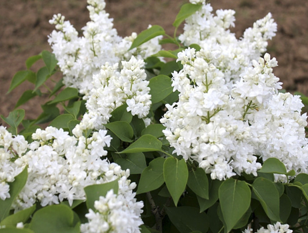 Сирень обыкновенная Алис Хардинг (Syringa vulgaris 'Alice Harding')