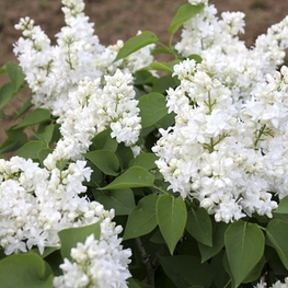 Сирень обыкновенная Алис Хардинг (Syringa vulgaris 'Alice Harding')