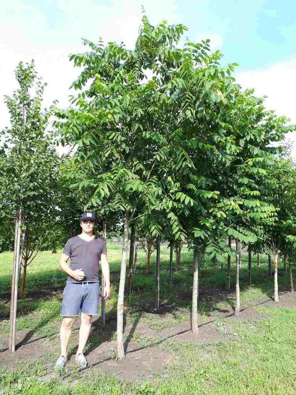 Бархат амурский (Phellodendron amurense)