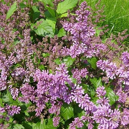 Сирень Престон Менуэт (Syringa x prestoniae 'Minuet')