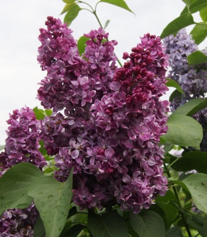 Сирень Принц Волконский (Syringa vulgaris 'Prince Wolkonsky')