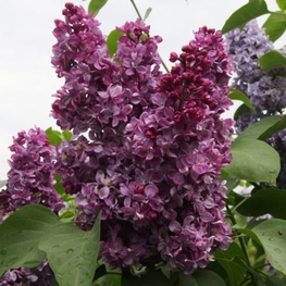 Сирень Принц Волконский (Syringa vulgaris 'Prince Wolkonsky')