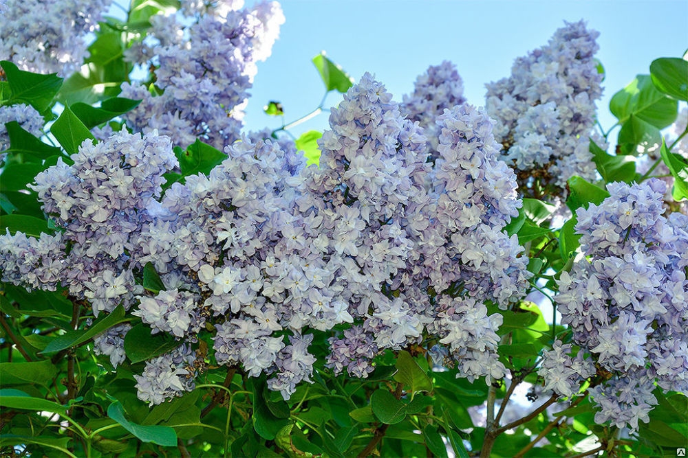 Сирень обыкновенная Небо Москвы (Syringa vulgaris 'Nebo Moskvy')