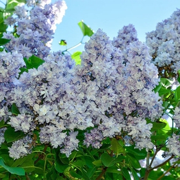 Сирень обыкновенная Небо Москвы (Syringa vulgaris 'Nebo Moskvy')