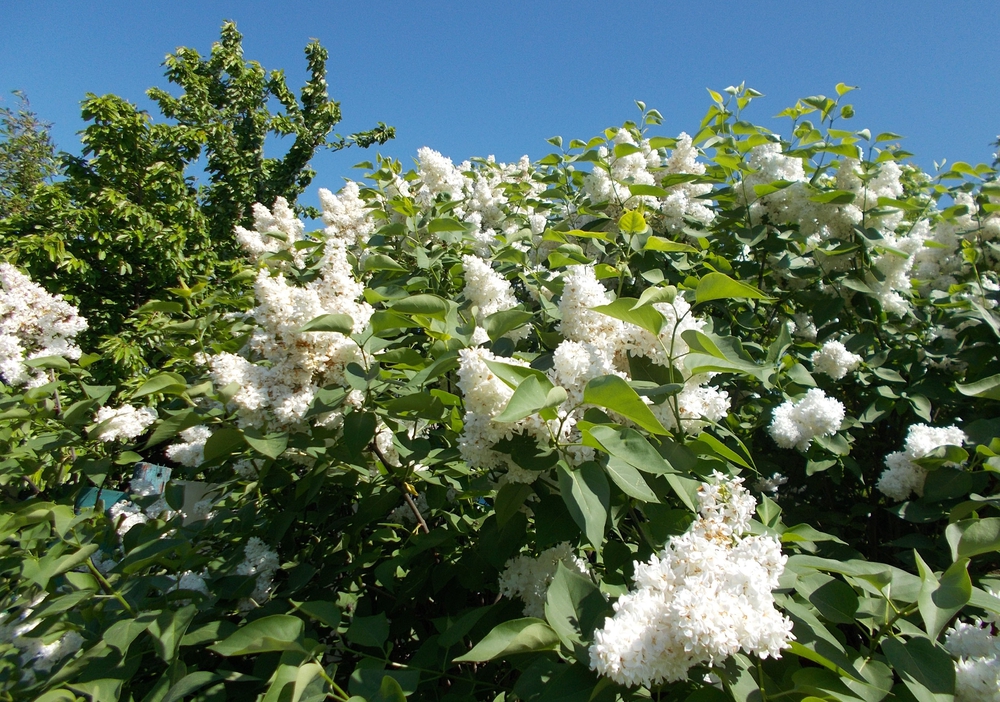 Сирень обыкновенная Советская Арктика (Syringa vulgaris 'Sovetskaya Arktika')