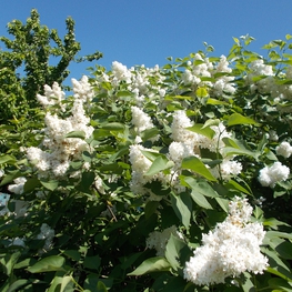 Сирень обыкновенная Советская Арктика (Syringa vulgaris 'Sovetskaya Arktika')