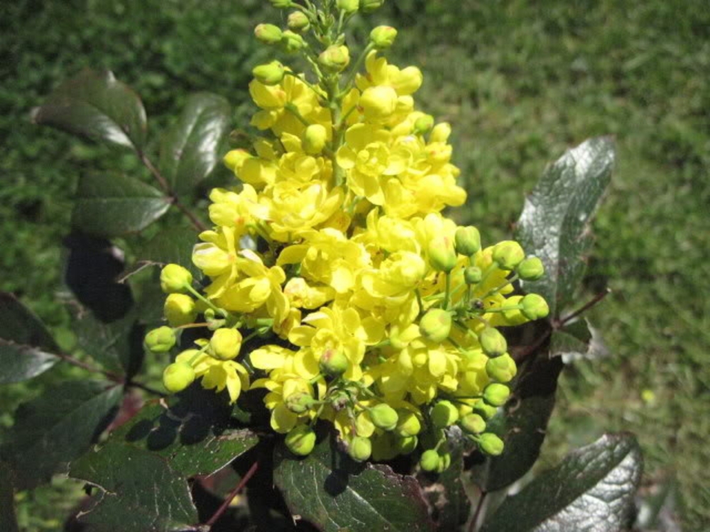 Магония падуболистная (Mahonia aquifolium)
