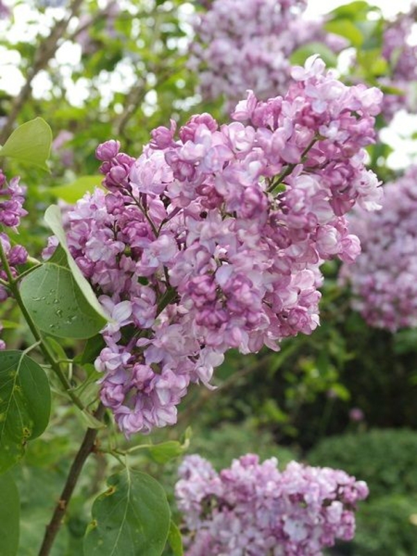 Сирень обыкновенная Генерал Першинг (Syringa vulgaris 'General Pershing')