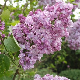 Сирень обыкновенная Генерал Першинг (Syringa vulgaris 'General Pershing')