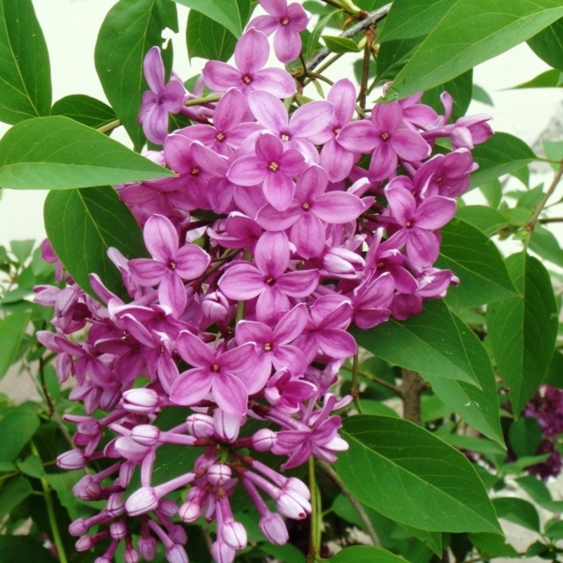 Сирень китайская (Syringa x chinensis)