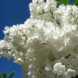 Сирень обыкновенная Жанна Д'Арк (Syringa vulgaris 'Jeanne d'Arc')