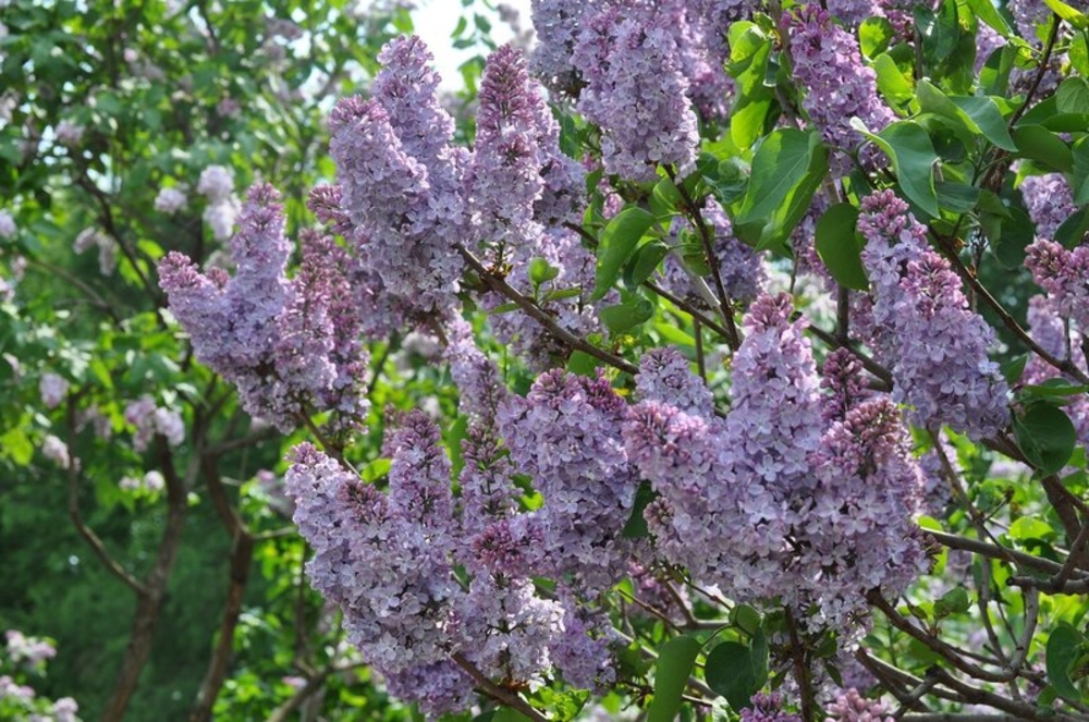 Сирень обыкновенная Олимпиада Колесникова (Syringa vulgaris 'Olimpiada Kolesnikova')
