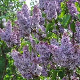 Сирень обыкновенная Олимпиада Колесникова (Syringa vulgaris 'Olimpiada Kolesnikova')