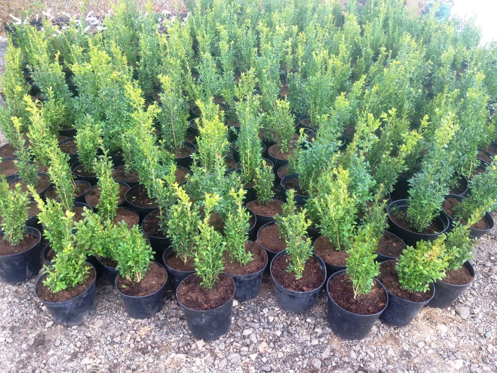 Самшит вечнозеленый (Buxus sempervirens)