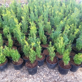 Самшит вечнозеленый (Buxus sempervirens)