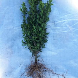 Самшит вечнозеленый (Buxus sempervirens)