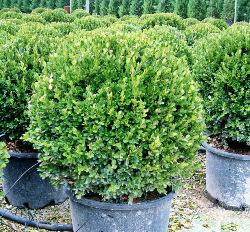 Самшит мелколистый Фаулкнер (Buxus microphylla 'Faulkner')