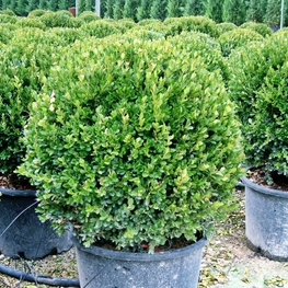 Самшит мелколистый Фаулкнер (Buxus microphylla 'Faulkner')