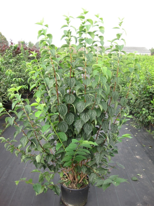 Чубушник венечный (Philadelphus coronarius)