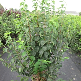 Чубушник венечный (Philadelphus coronarius)