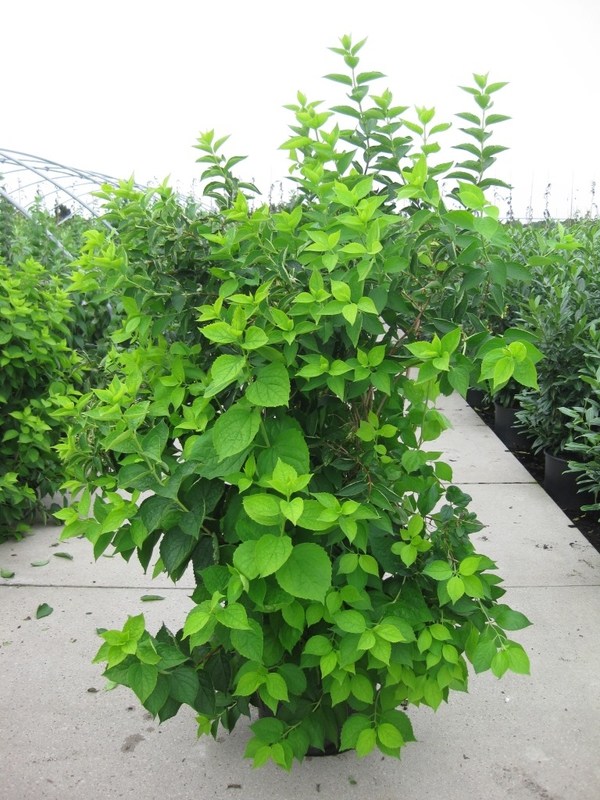 Чубушник венечный Ауреус (Philadelphus coronarius 'Aureus')