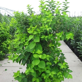 Чубушник венечный Ауреус (Philadelphus coronarius 'Aureus')